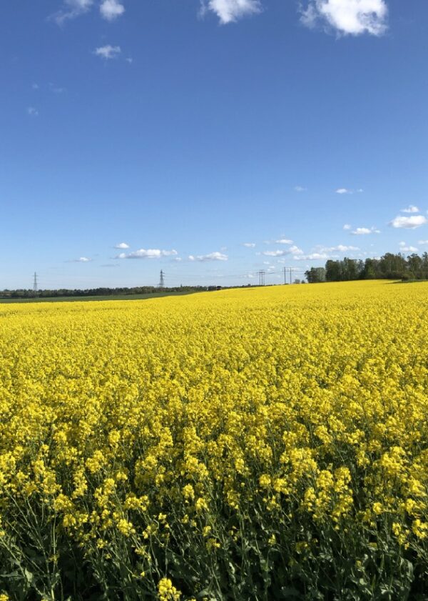 Rapsfält Rapsfält